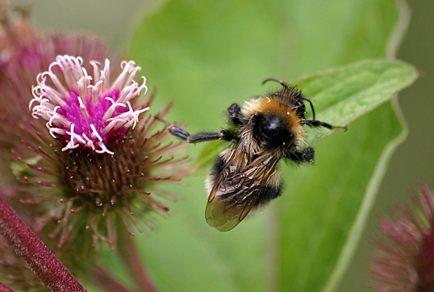 Hummel an einer Distel - Foto: © Martina Berg 