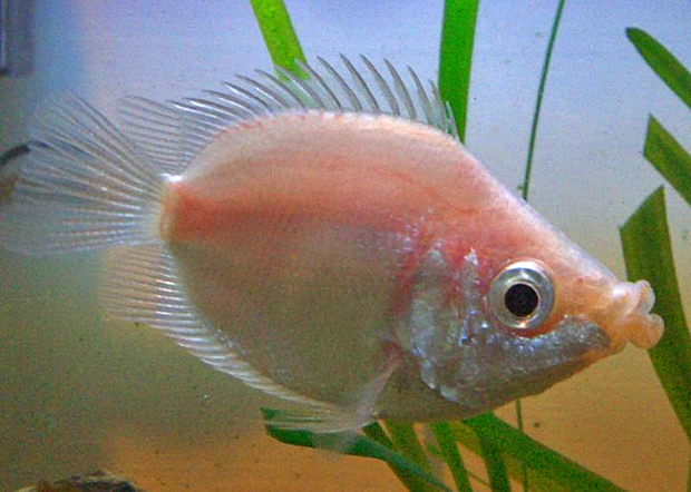 „Kissfish“ von Matthew1968 at en.wikipedia - Originally from en.wikipedia; description page is/was here.. Lizenziert unter CC BY-SA 3.0 über Wikimedia Commons - http://commons.wikimedia.org/wiki/File:Kissfish.jpg#mediaviewer/File:Kissfish.jpg