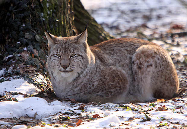 Luchs im Schnee - Foto: © Martina Berg 