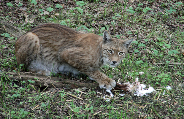 Luchs bei der Tauben-Mahlzeit - Foto: © Martina Berg 