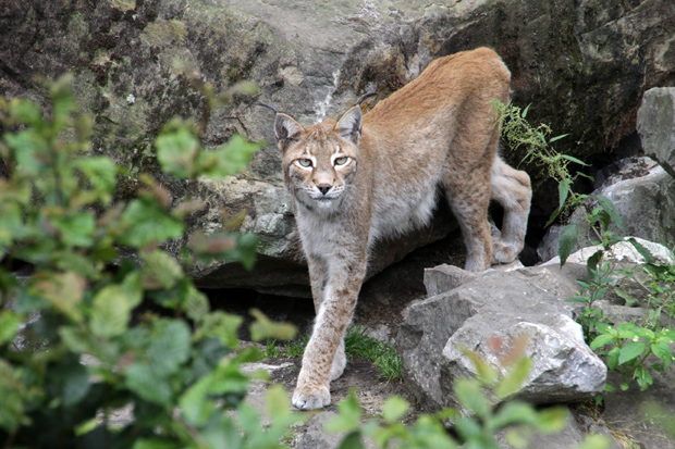 Eurasischer Luchs - Foto: © Martina Berg 