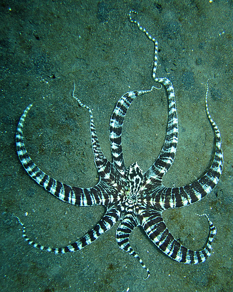 „Mimic Octopus 2“ von Steve Childs - originally posted to Flickr as Mimic Octopus. Lizenziert unter CC BY 2.0 über Wikimedia Commons - http://commons.wikimedia.org/wiki/File:Mimic_Octopus_2.jpg#mediaviewer/File:Mimic_Octopus_2.jpg