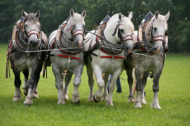 Percheron-Gespann (PferdeStark 2013) - Foto: © Martina Berg 