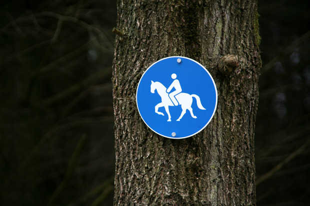 Reitweg im Wald - Foto: © Martina Berg 