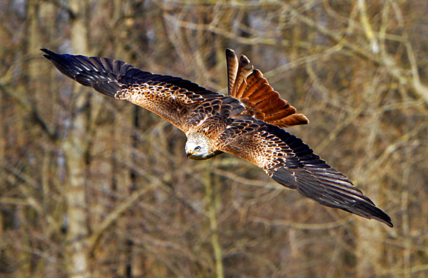 Rotmilan im Flug - Foto: © Martina Berg 