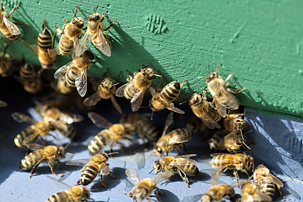 Bienen am Ausflugloch - Foto: © Martina Berg 