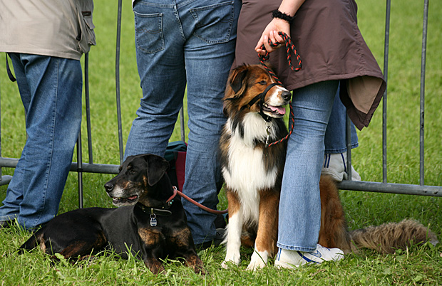 Hunde mit Frauchen an der Leine - Foto: © Martina Berg 