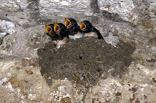 Rauchschwalben-Nest - Foto: © Martina Berg