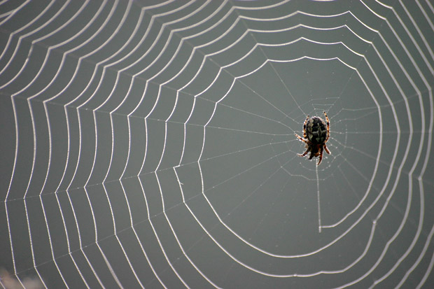 Spinnennetz mit Spinne - Foto: © Martina Berg 