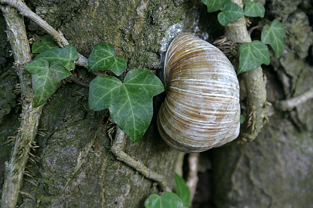 Weinbergschnecke im Trockenschlaf an einem Baumstamm - Foto: © Martina Berg