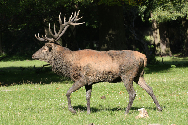 Rothhirsch nach Schlammbad - Foto: © Martina Berg 