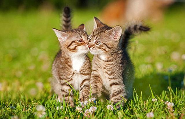 Two little tabby kittens kissing