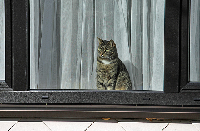 Katze guckt aus einem Fenster - Foto: © Martina Berg 