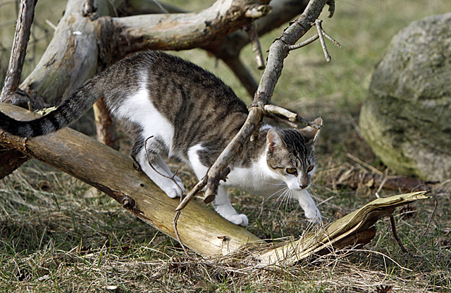 Katze auf Entdeckungstour - Foto: © Martina Berg 