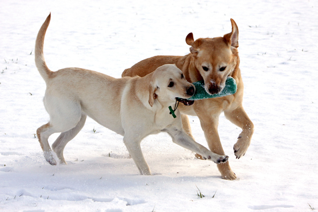 Zwei spielende Labrador Retriever im Schnee - Foto: © Martina Berg 